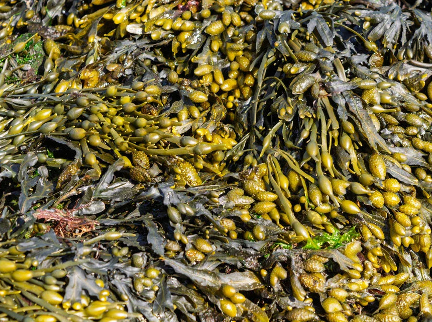 Bladderwrack