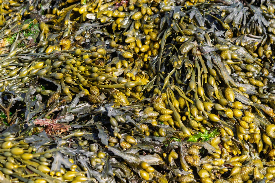 Bladderwrack