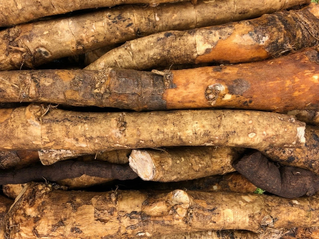 Burdock Root