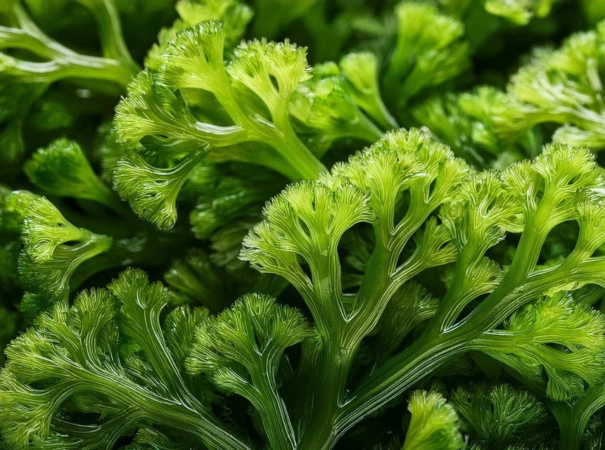 Irish Moss