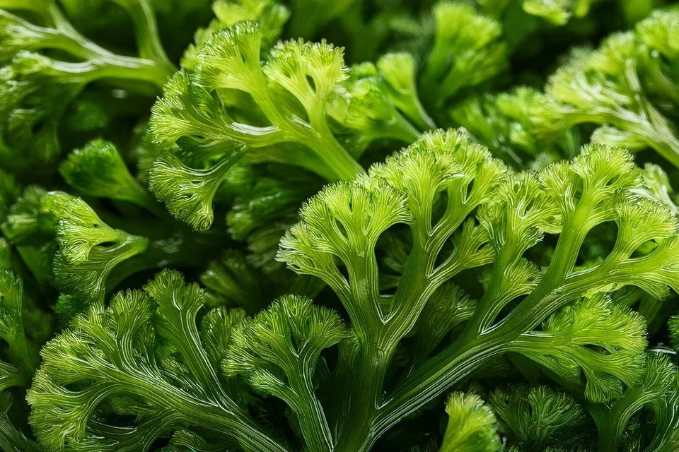 Irish Moss