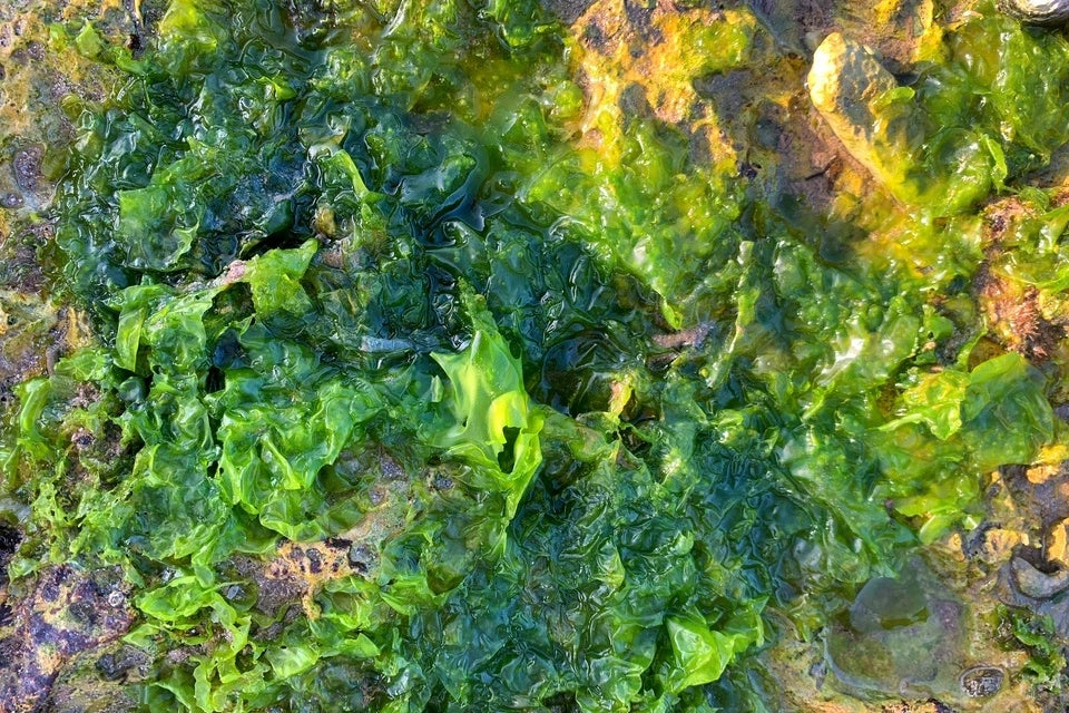 Sea Lettuce