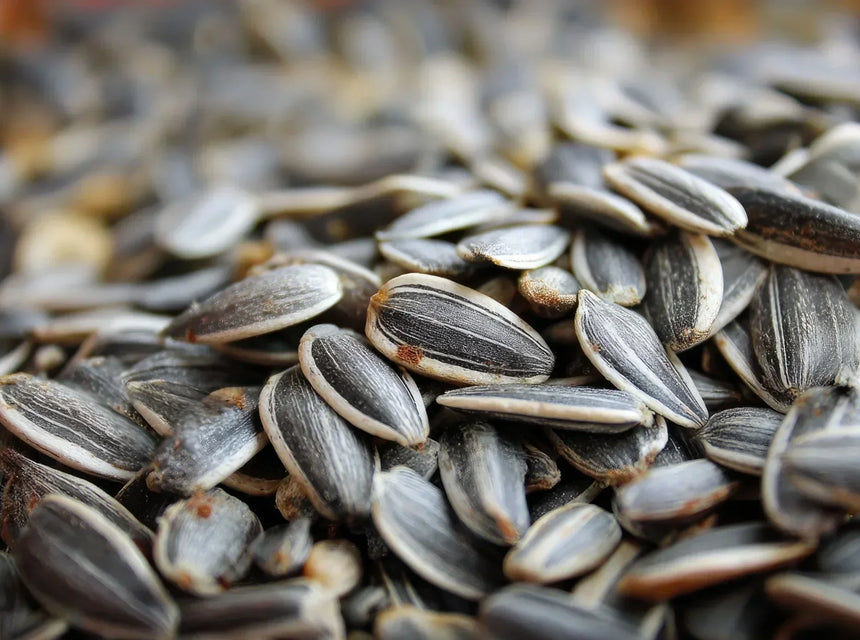 Sunflower Seeds