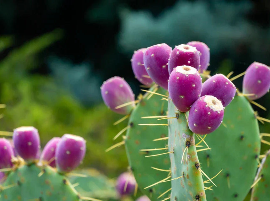 Prickly Pear