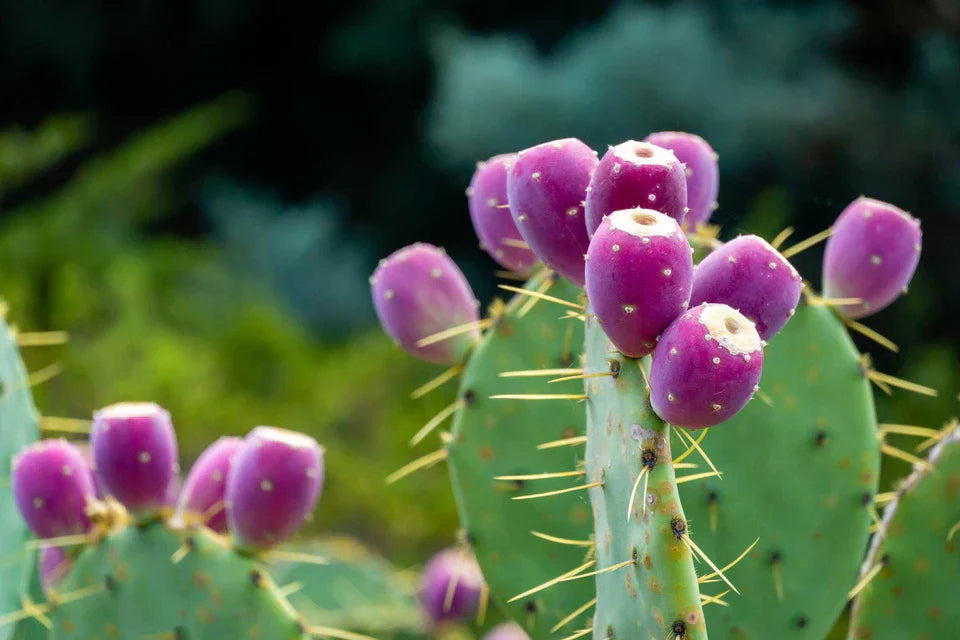 Prickly Pear