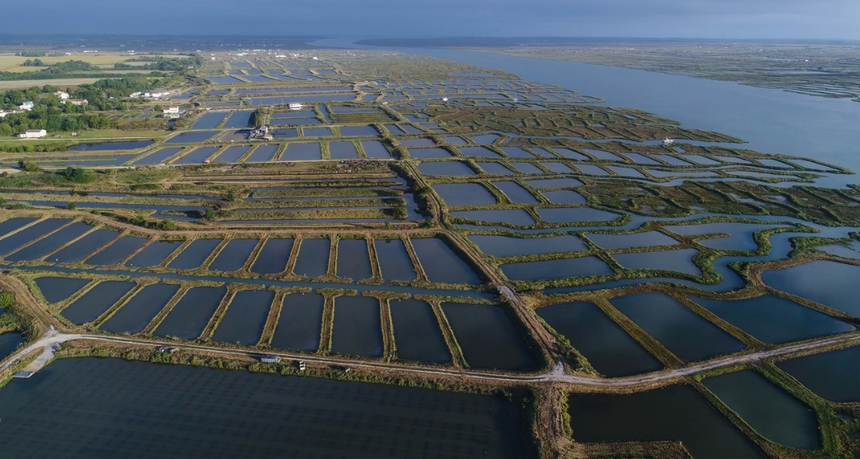 Aerial view of aquaculture ponds beside a body of water.