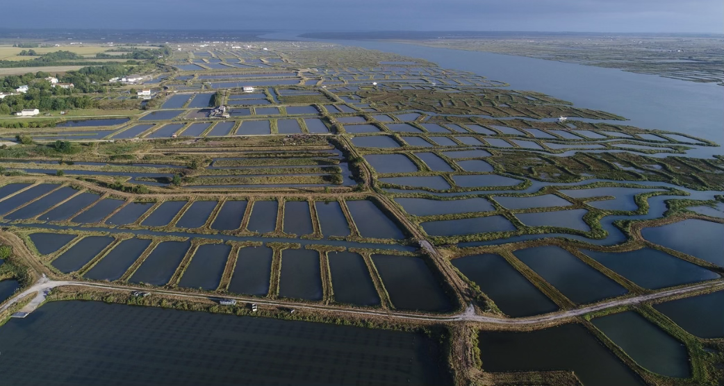 Aerial view of aquaculture ponds beside a body of water.