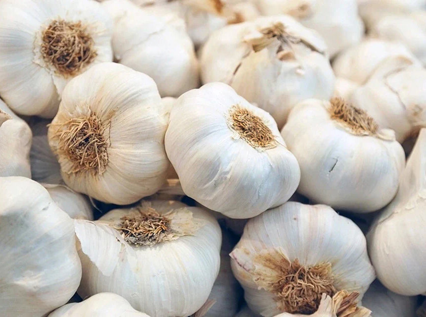 Garlic