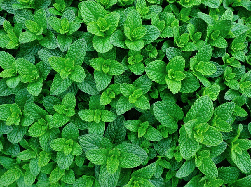 Mint