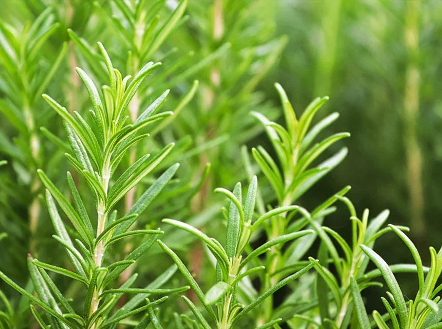 Rosemary
