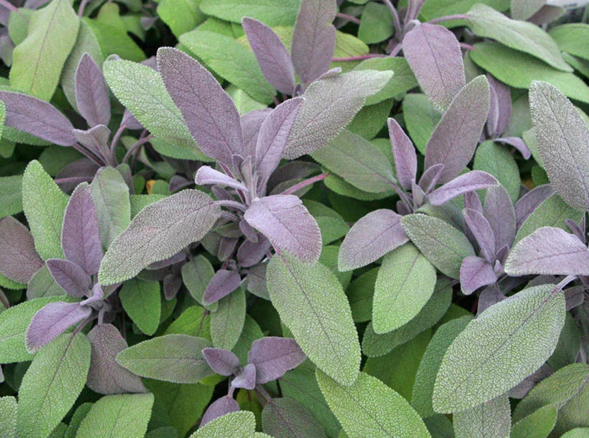 Sage
