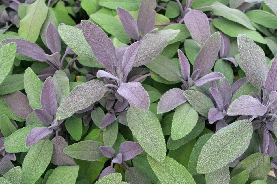 Sage