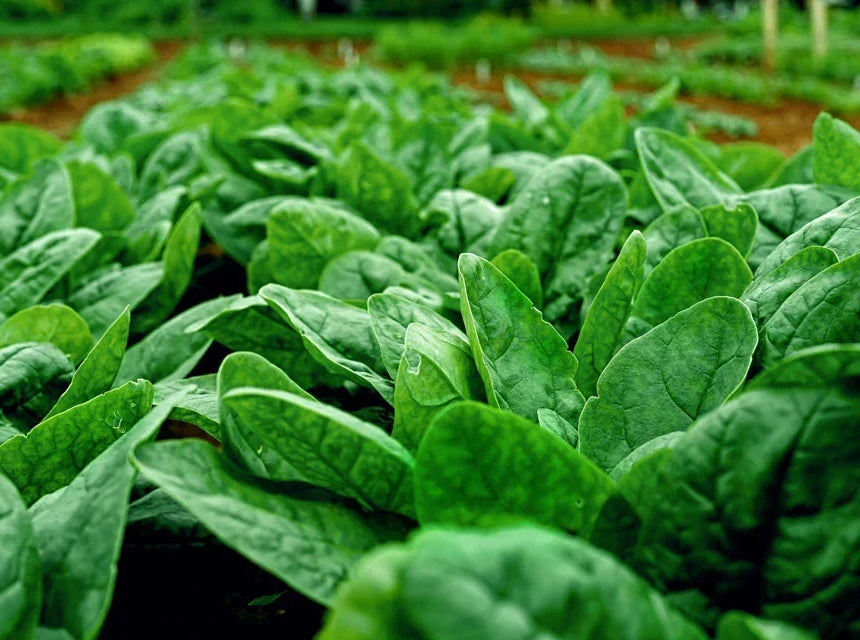Spinach