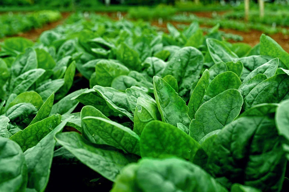 Spinach