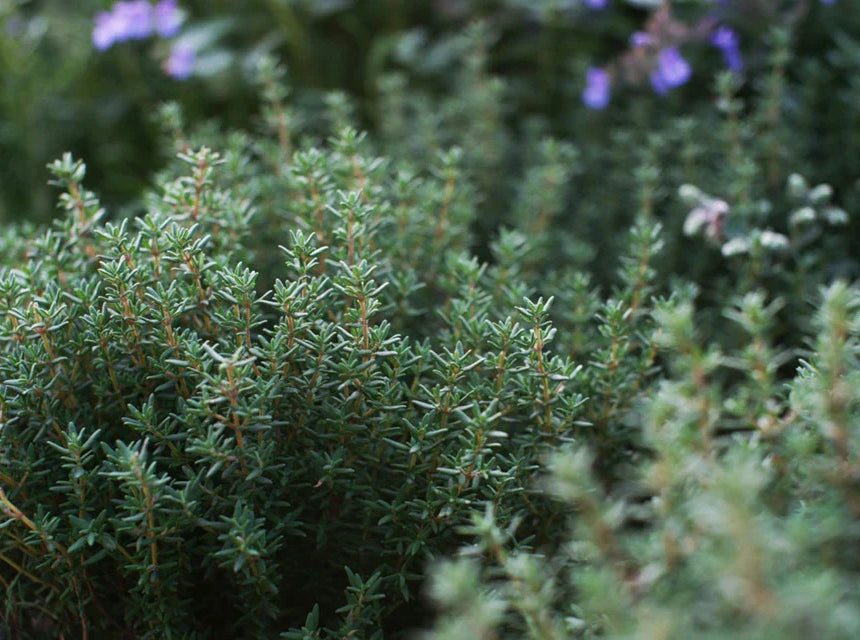 Thyme