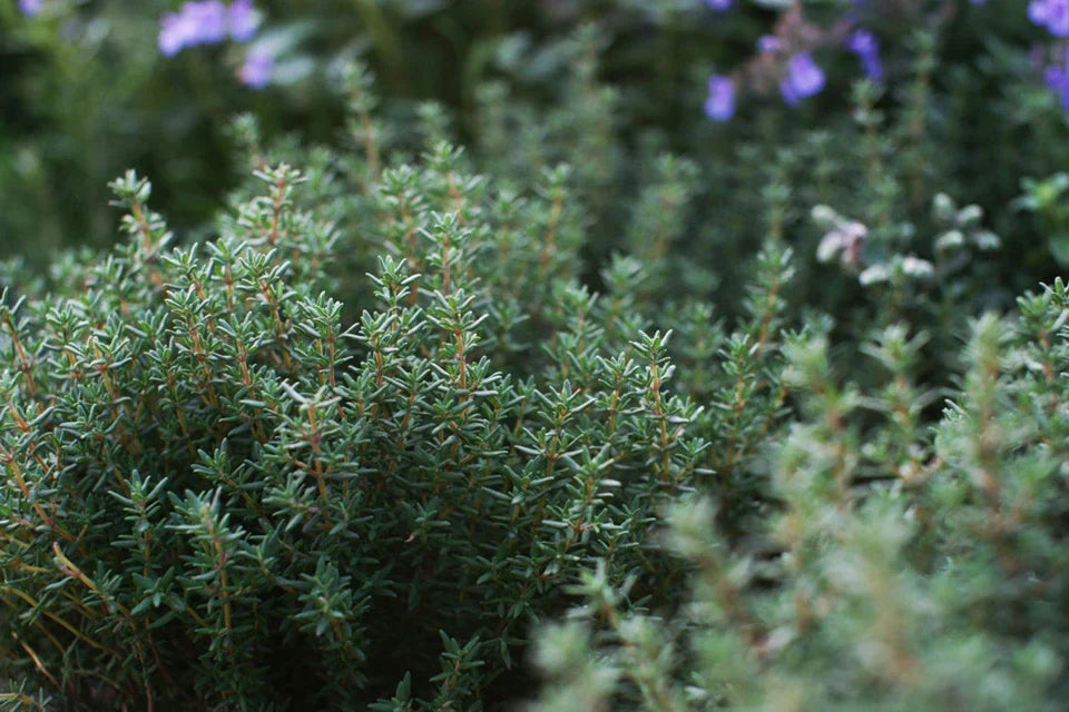 Thyme