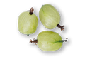 Indian Gooseberry, or Amla