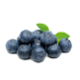 Blueberry Extract