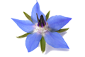 Borage Seed Oil