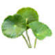 Centella Asiatica Extract