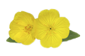 Evening Primrose Oil