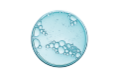 Glycosaminoglycans
