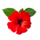 Hibisco