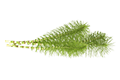 Horsetail Extract