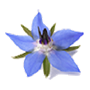 Borage Oil