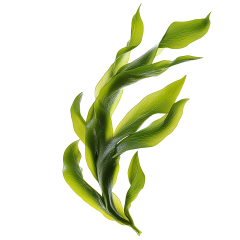 Norwegian Kelp Extract - Rx
