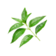 L-teanina